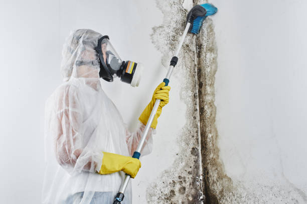 Professional Mold Remediation in Ballville, OH