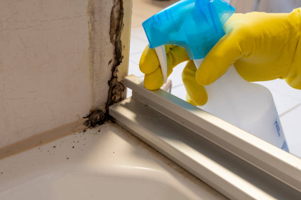 Best Localized Mold Remediation (e.g., coastal areas, humid climates) in Ballville, OH
