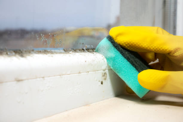 Best Crawl Space Mold Remediation in Ballville, OH