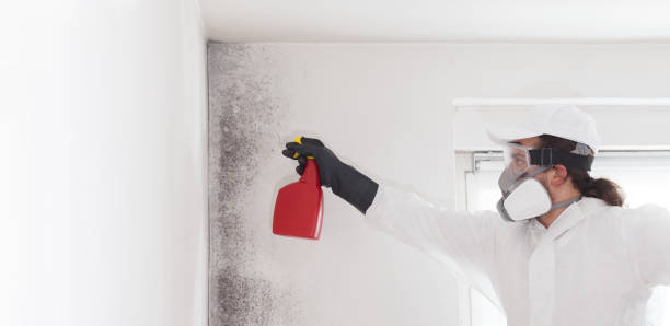 Best Mold Remediation for Specific Building Types in Ballville, OH