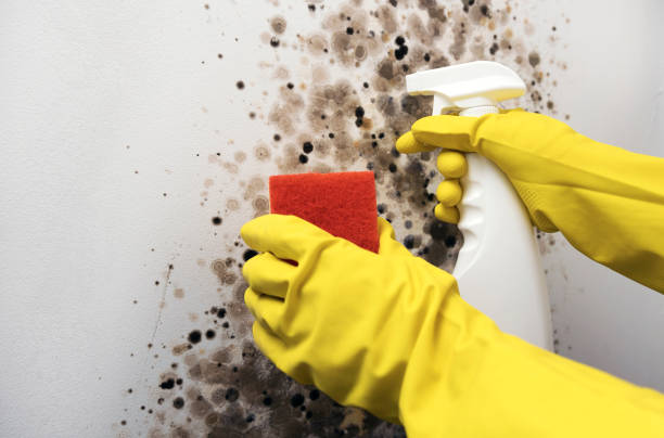 Best Mold Testing and Inspection Services in Ballville, OH