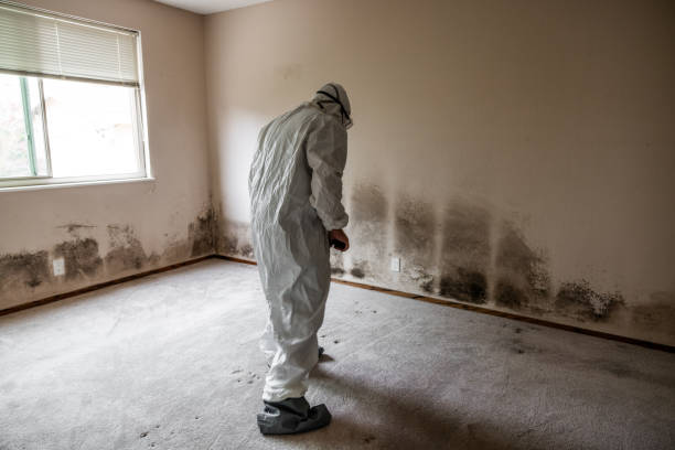 Best Kitchen Mold Remediation in Ballville, OH