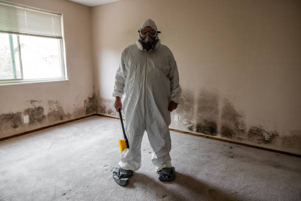 Best Emergency Mold Remediation in Ballville, OH