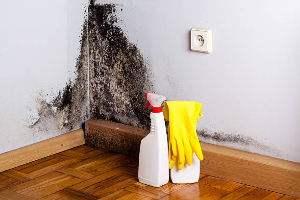 Best White Mold Remediation in Ballville, OH