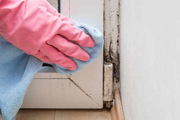 Best Black Mold Remediation in Ballville, OH