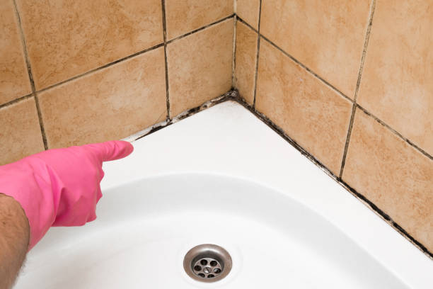 Best Post-Flood Mold Remediation in Ballville, OH